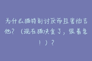 为什么猫特别讨厌而且害怕吉他？（现在猫决食了，很着急！）？