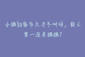 小猫到家多久才不叫呀,新人第一次养猫猫?