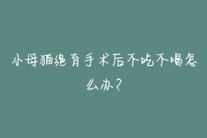 小母猫绝育手术后不吃不喝怎么办?