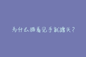 为什么猫看见手就蹭头?