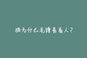 猫为什么老蹲着看人?