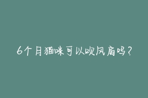 6个月猫咪可以吹风扇吗?