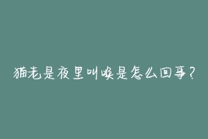 猫老是夜里叫唤是怎么回事？