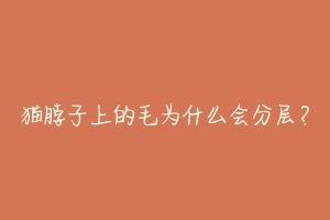 猫脖子上的毛为什么会分层?