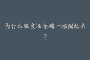 为什么猫会四条腿一起蹦起来?