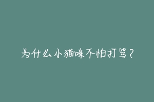 为什么小猫咪不怕打骂?