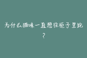 为什么猫咪一直想往柜子里跑?