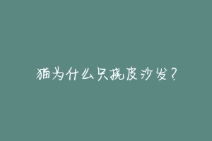 猫为什么只挠皮沙发?