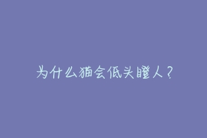为什么猫会低头瞪人？
