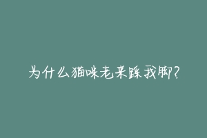 为什么猫咪老来踩我脚?