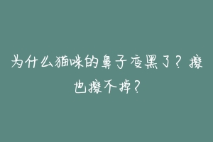 为什么猫咪的鼻子变黑了?擦也擦不掉?