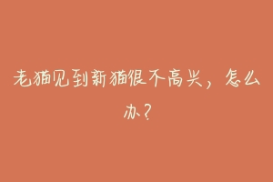 老猫见到新猫很不高兴,怎么办?