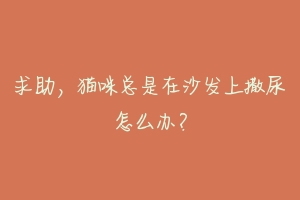 求助,猫咪总是在沙发上撒尿怎么办?