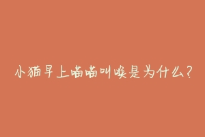 小猫早上喵喵叫唤是为什么?