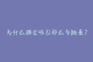为什么猫会吸引那么多跳蚤?