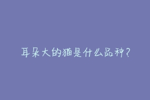 耳朵大的猫是什么品种?