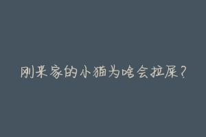 刚来家的小猫为啥会拉屎?