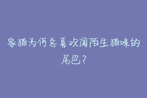家猫为何总喜欢闻陌生猫咪的尾巴?