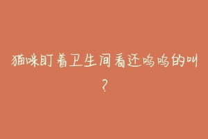 猫咪盯着卫生间看还呜呜的叫?