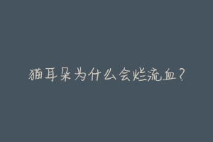 猫耳朵为什么会烂流血？