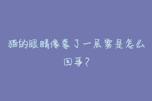 猫的眼睛像蒙了一层雾是怎么回事？