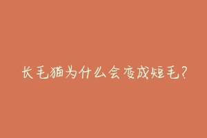 长毛猫为什么会变成短毛？
