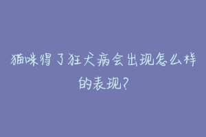 猫咪得了狂犬病会出现怎么样的表现?