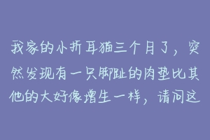 我家的小折耳猫三个月了,突然发现有一只脚趾的肉垫比其他的大好像增生一样,请问这是怎么了?