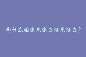 为什么猫跑来跑去跳来跳去?
