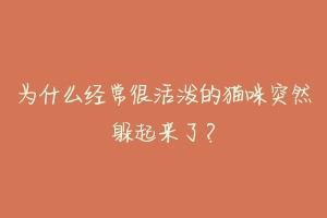 为什么经常很活泼的猫咪突然躲起来了?