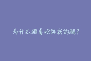 为什么猫喜欢舔我的腿?