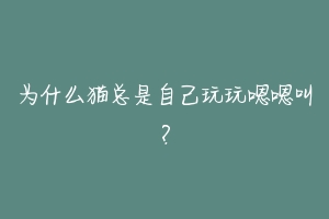 为什么猫总是自己玩玩嗯嗯叫?