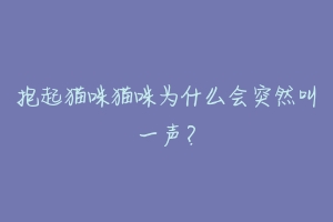 抱起猫咪猫咪为什么会突然叫一声?