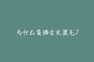 为什么黄猫会长黑毛?