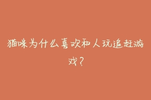 猫咪为什么喜欢和人玩追赶游戏?