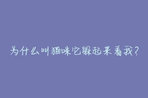 为什么叫猫咪它躲起来看我?