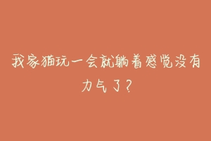 我家猫玩一会就躺着感觉没有力气了?