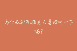 为什么狸花猫见人喜欢叫一下呢?