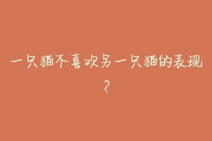 一只猫不喜欢另一只猫的表现?