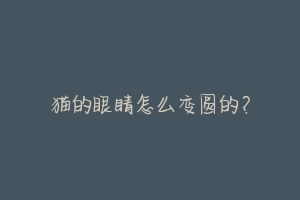 猫的眼睛怎么变圆的?