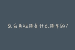 乳白英短猫是什么猫串的？