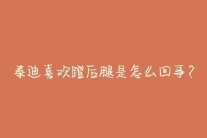 泰迪喜欢蹬后腿是怎么回事?