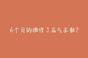 6个月的猫得了疝气求教?