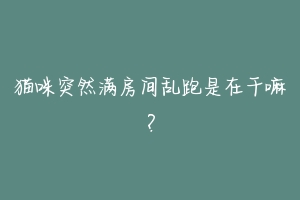 猫咪突然满房间乱跑是在干嘛?