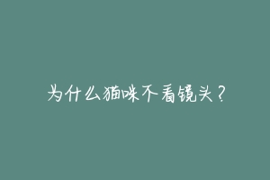 为什么猫咪不看镜头?