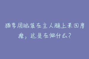 猫常用脑袋在主人腿上来回摩擦,这是在做什么?
