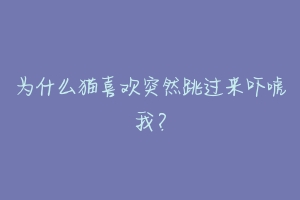 为什么猫喜欢突然跳过来吓唬我?