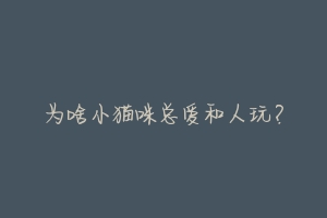 为啥小猫咪总爱和人玩?