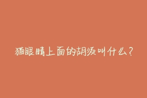 猫眼睛上面的胡须叫什么?