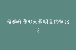 母猫怀孕10天最明显的征兆?